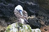 Peruvian Booby